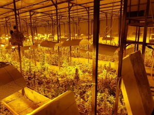 OPERATION OF PROSECUTOR’S OFFICE OF BIH, SIPA AND RS MINISTRY OF INTERIOR IN FIGHT AGAINST SMUGGLING OF DRUGS IN BIJELJINA AREA; LABORATORY WITH SPECIAL AIR-CONDITIONING AND TECHNICAL CONDITIONS FOR GROWING MARIJUANA – ‘SKUNK’ DISCOVERED